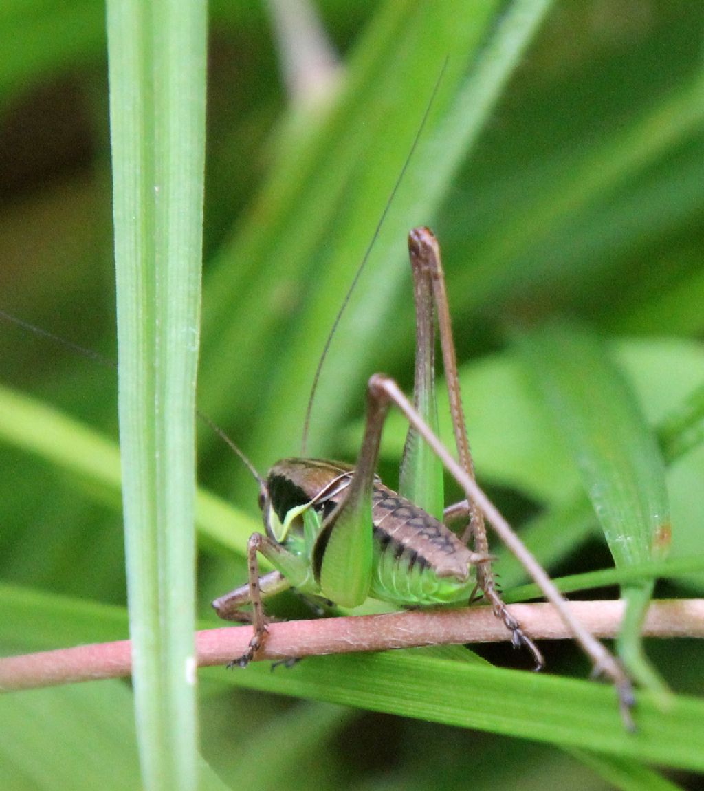 Altro Tettigoniidae da identificare